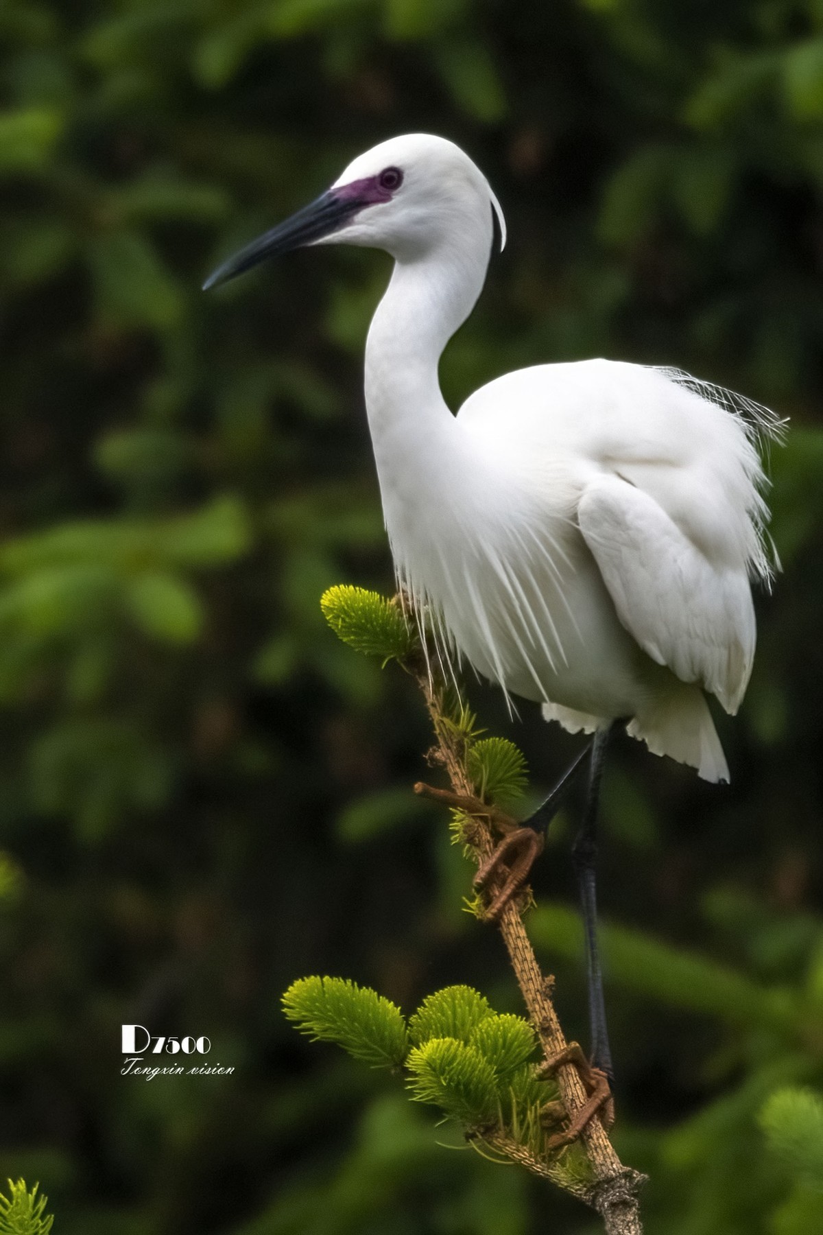 鹭岛里的白鹭（8）