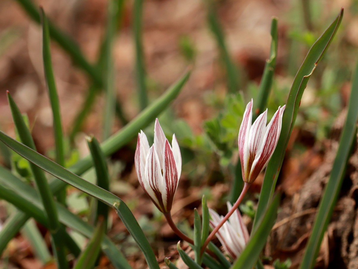 一种叫老鸦瓣的野花