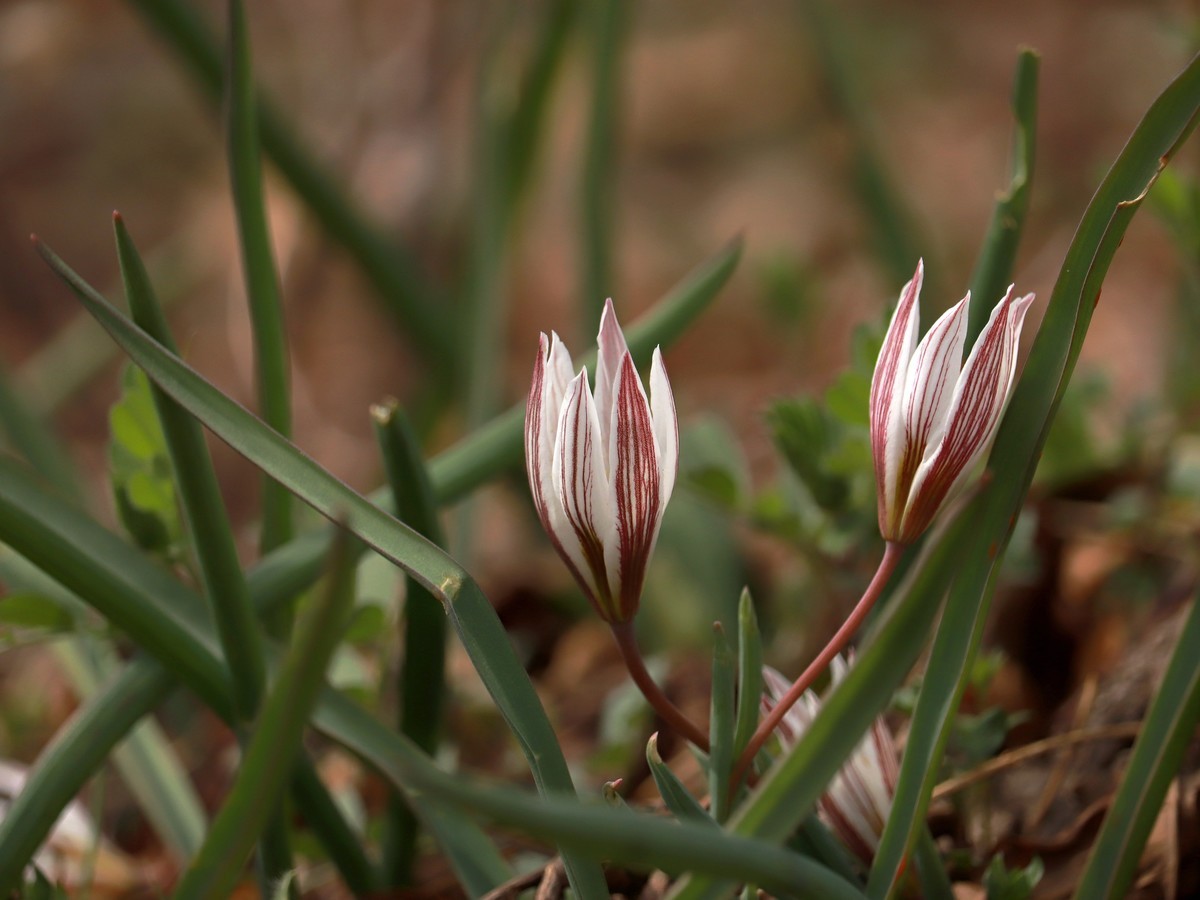一种叫老鸦瓣的野花