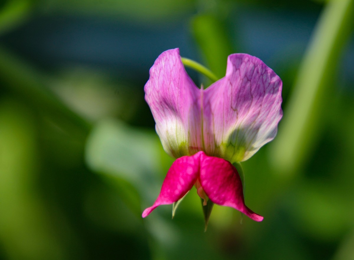 餐桌上的荷蘭豆