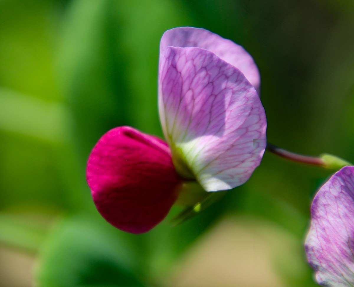 餐桌上的荷蘭豆