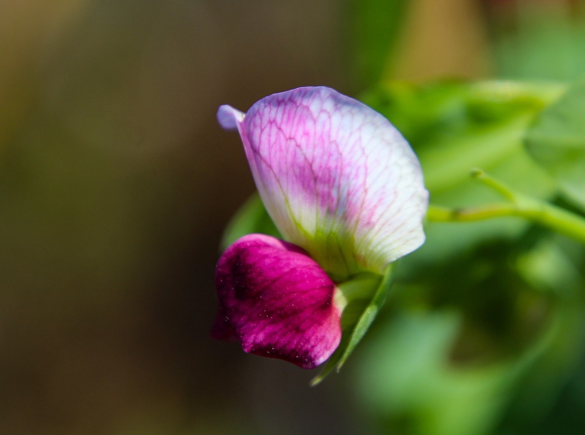 餐桌上的荷蘭豆