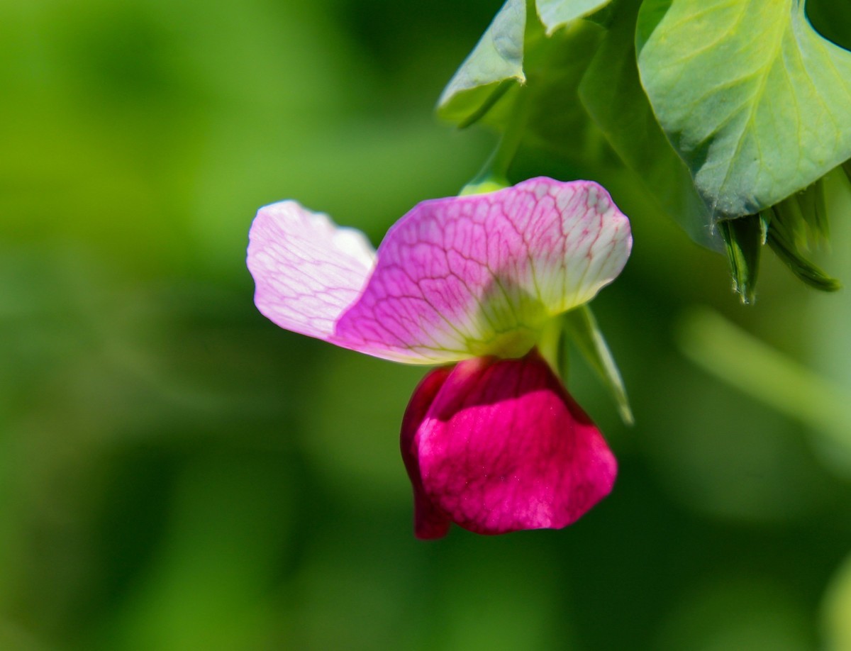 餐桌上的荷蘭豆