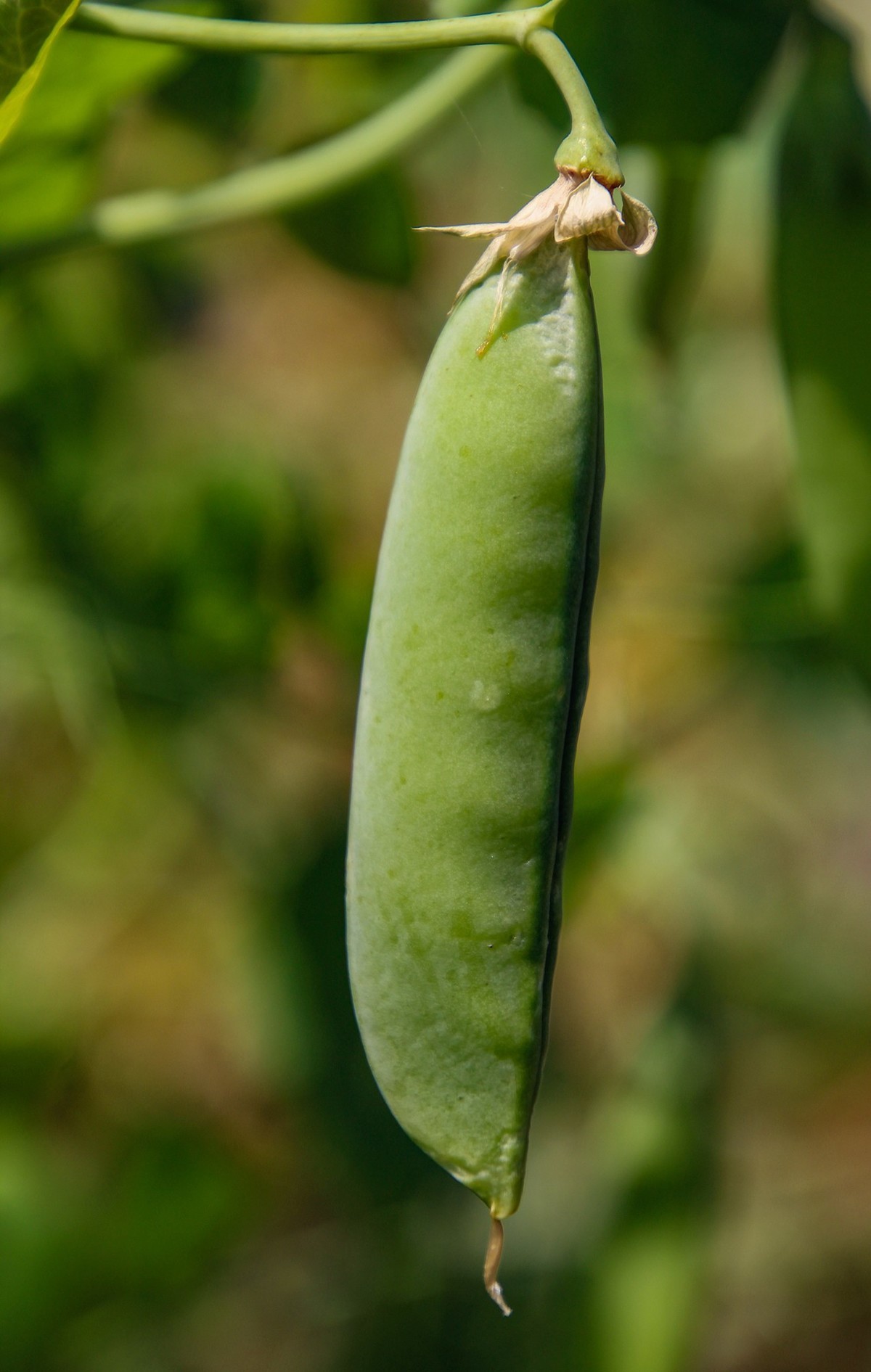 餐桌上的荷蘭豆