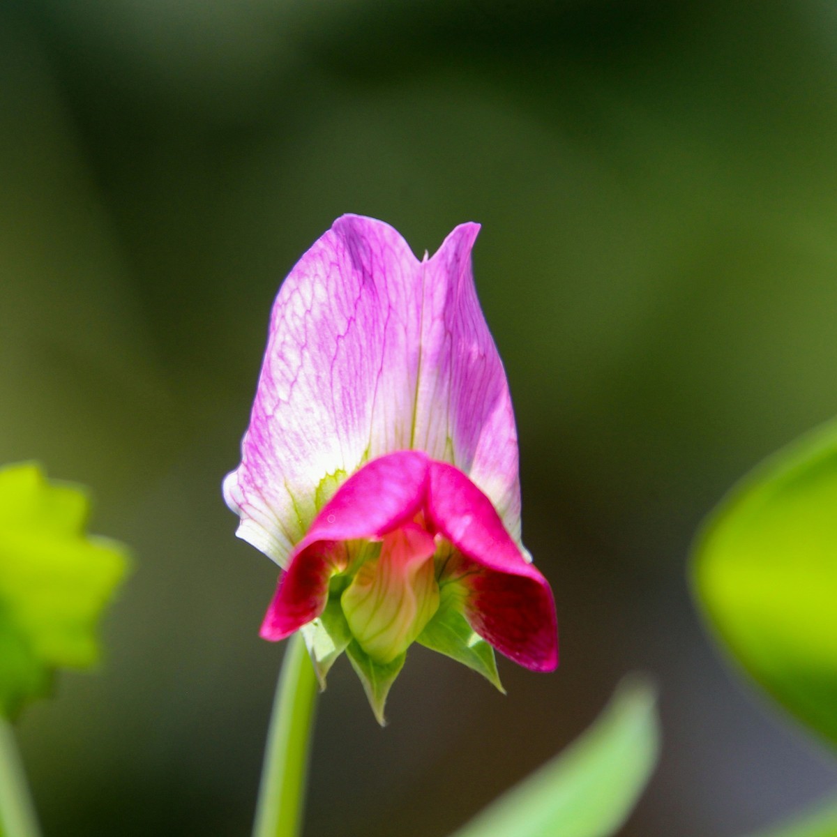 餐桌上的荷蘭豆