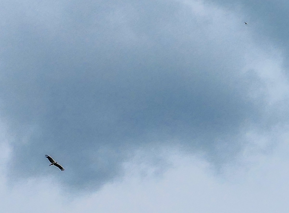 旷野飞鹰（信天翁）