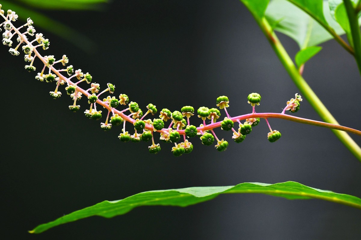 【奇花异草】植物界的独门暗器--商陆