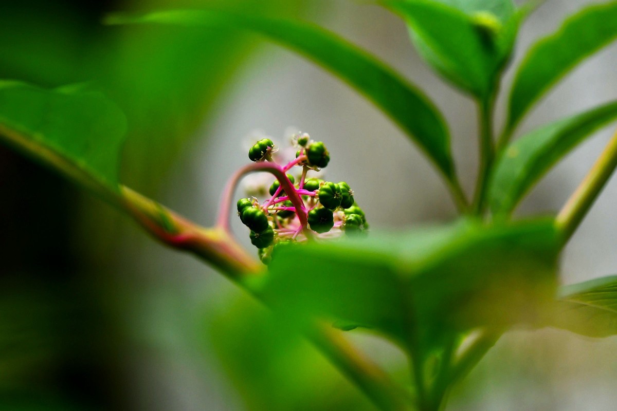 【奇花异草】植物界的独门暗器--商陆