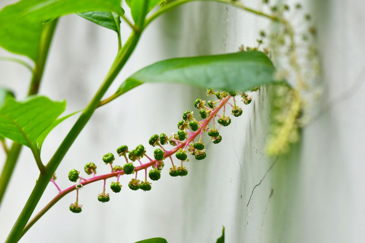 【奇花异草】植物界的独门暗器--商陆