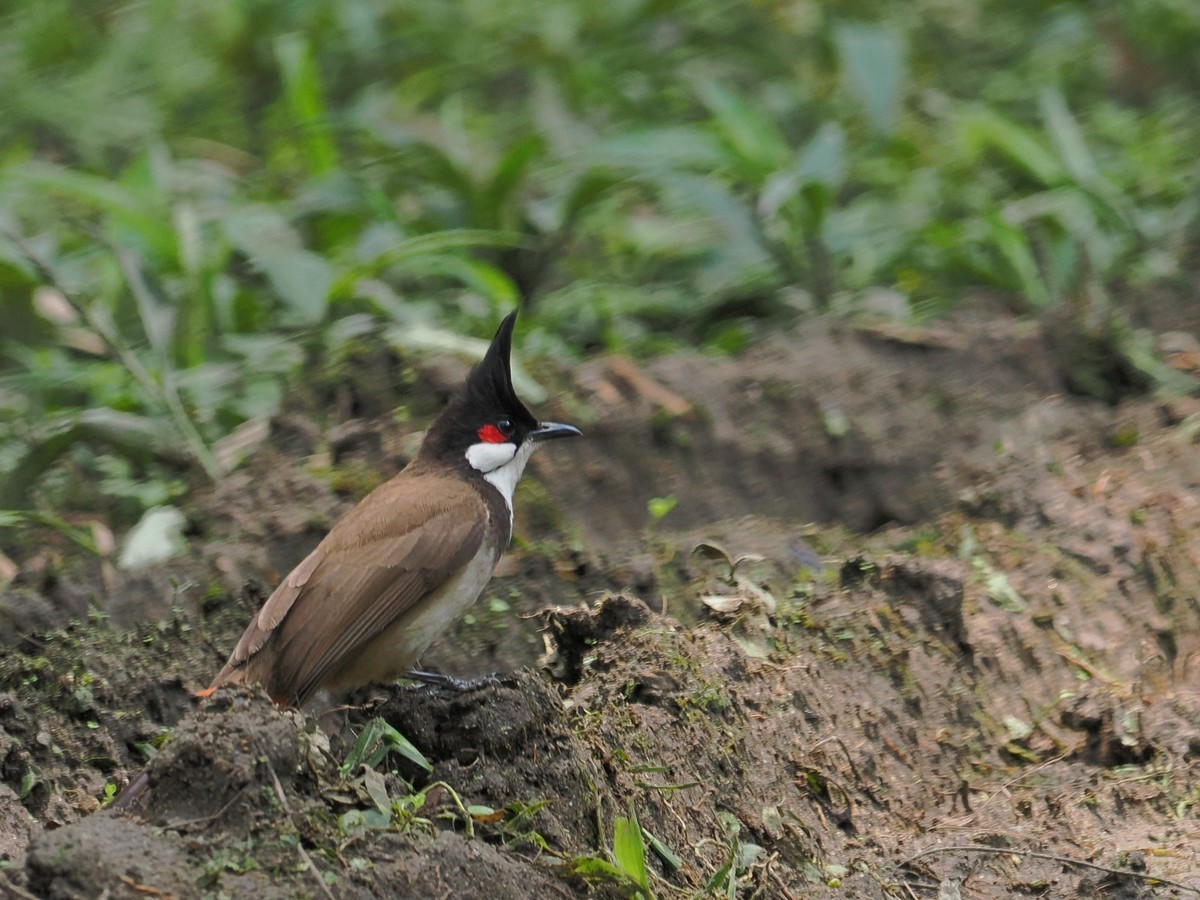 华南植物园奥巴300PRO拍鸟（1）