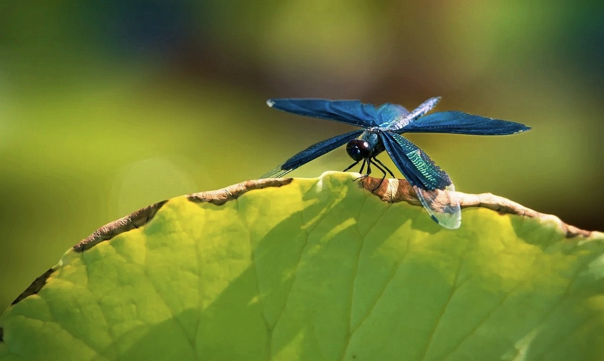 荷花蜻蜓-中关村在线摄影论坛