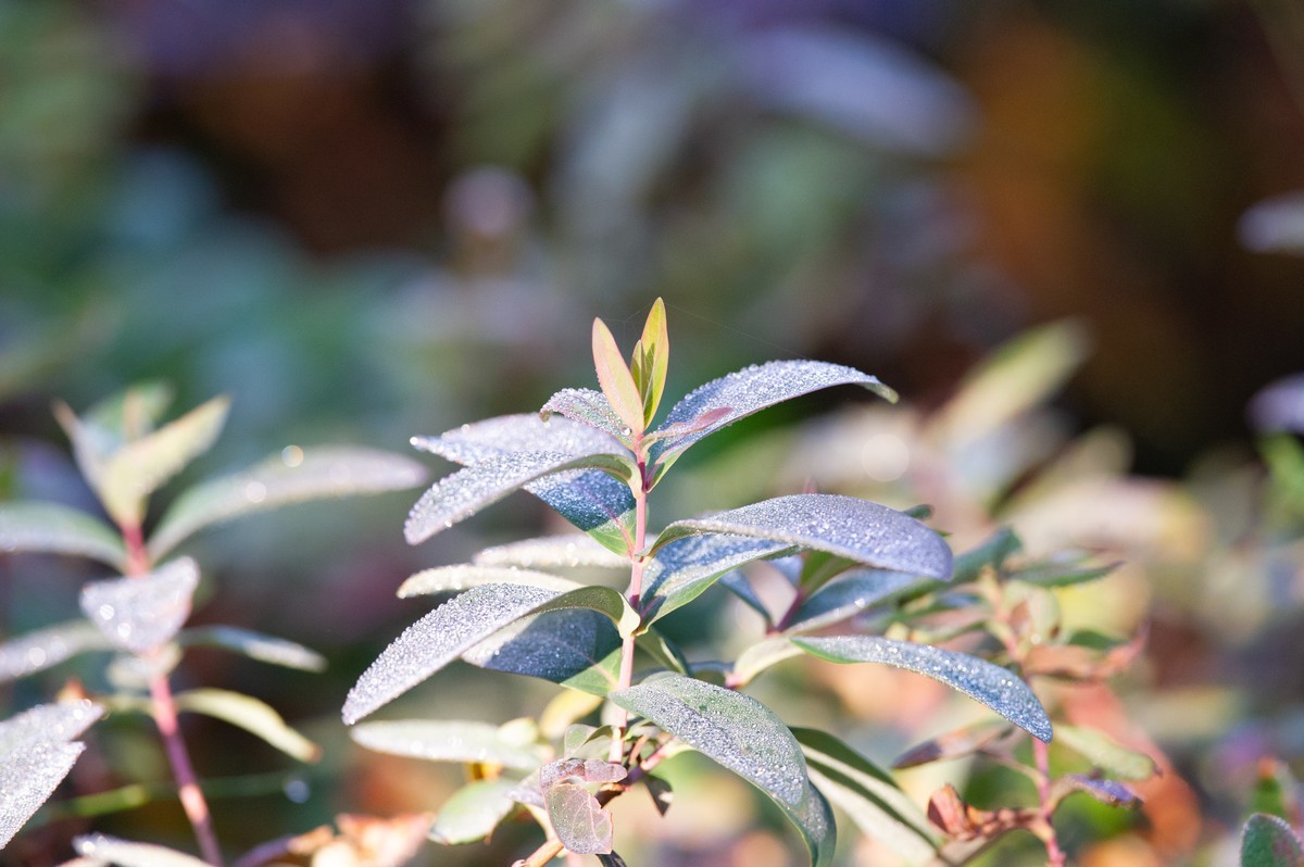 初试AFS 300mm 4D IF-ED