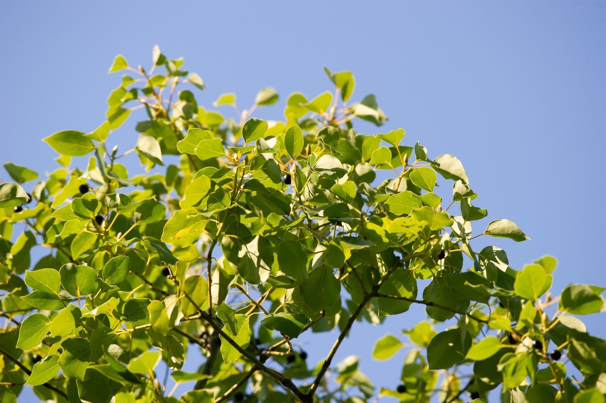 初试AFS 300mm 4D IF-ED