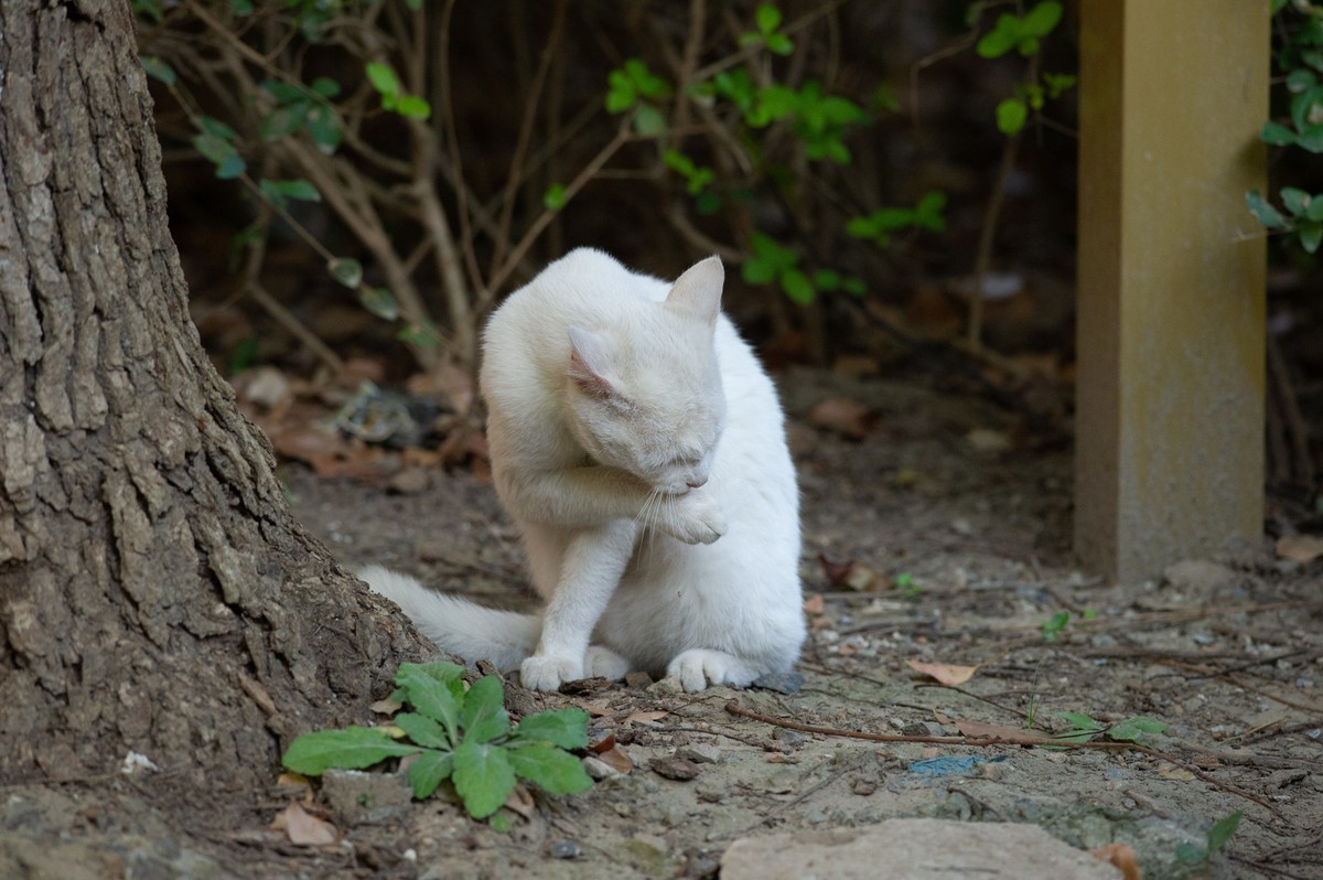 初试AFS 300mm 4D IF-ED