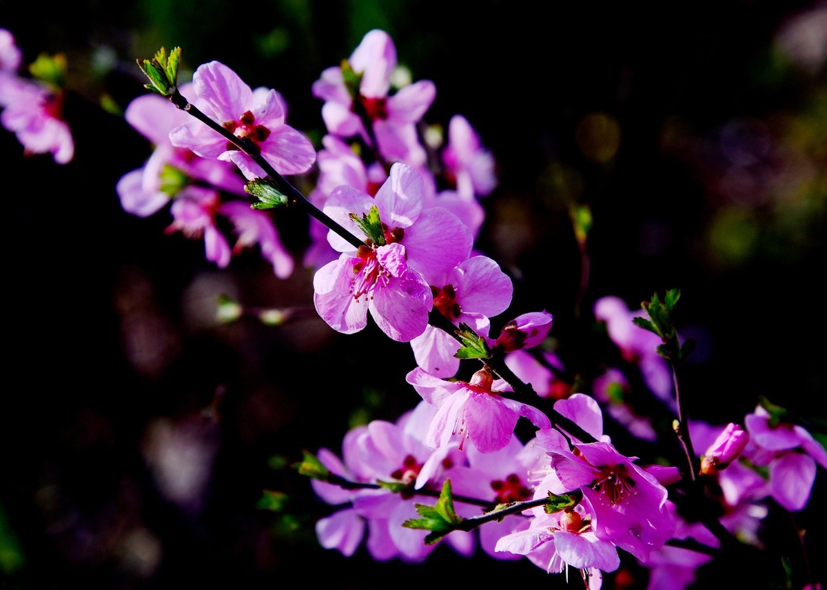  flowering plum