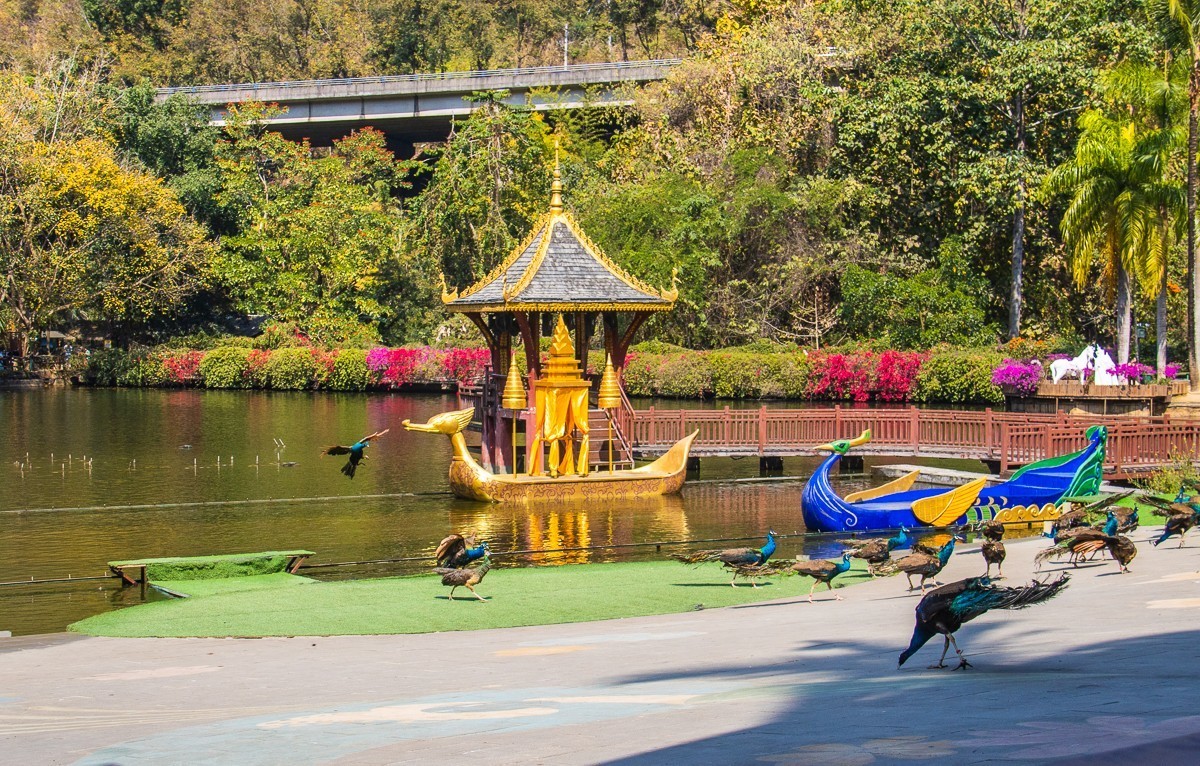 2024-04-24西双版纳原始森林公园孔雀山庄 （三）