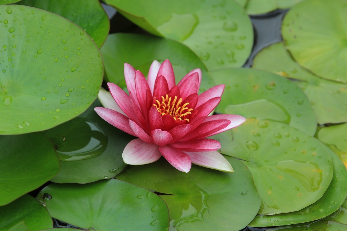 拍摄花卉一（332）