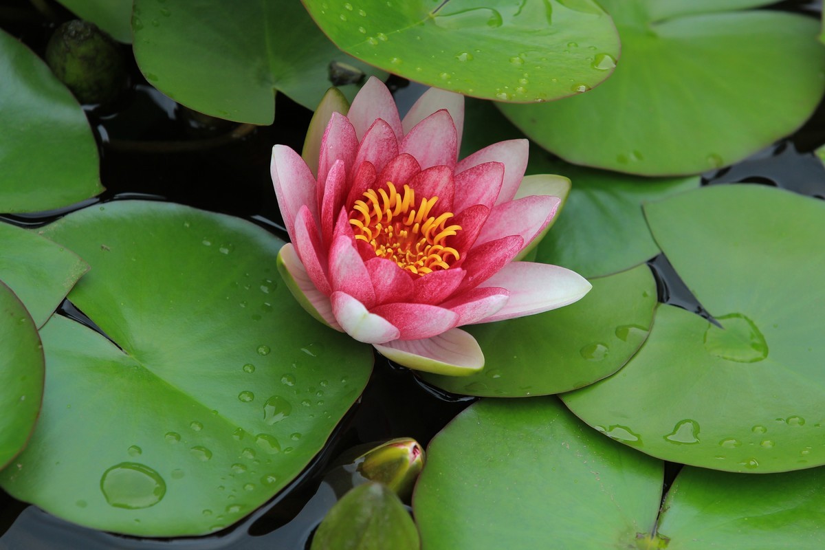 拍摄花卉一（332）