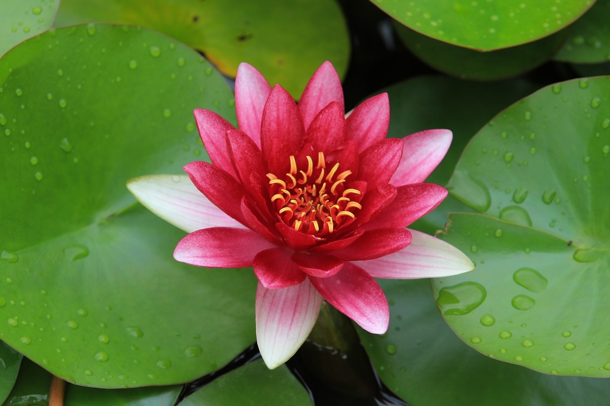 拍摄花卉一（332）