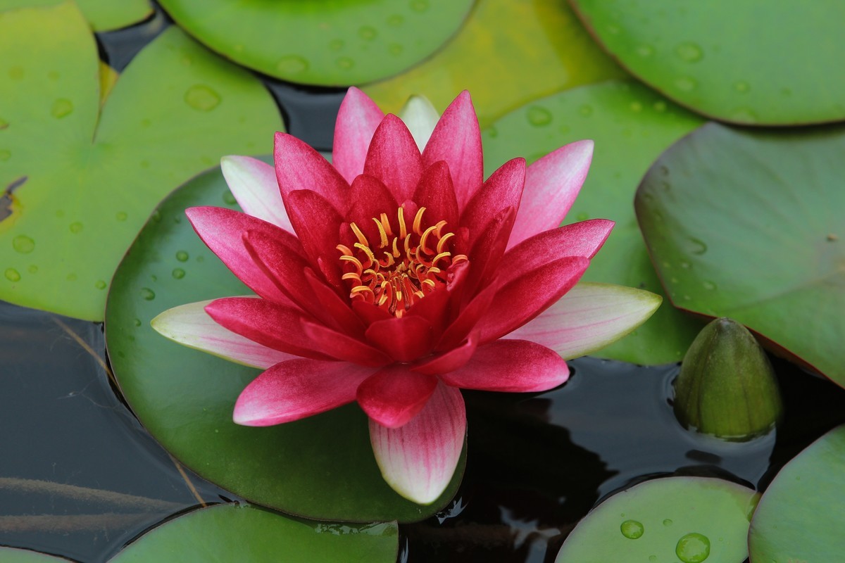 拍摄花卉一（332）