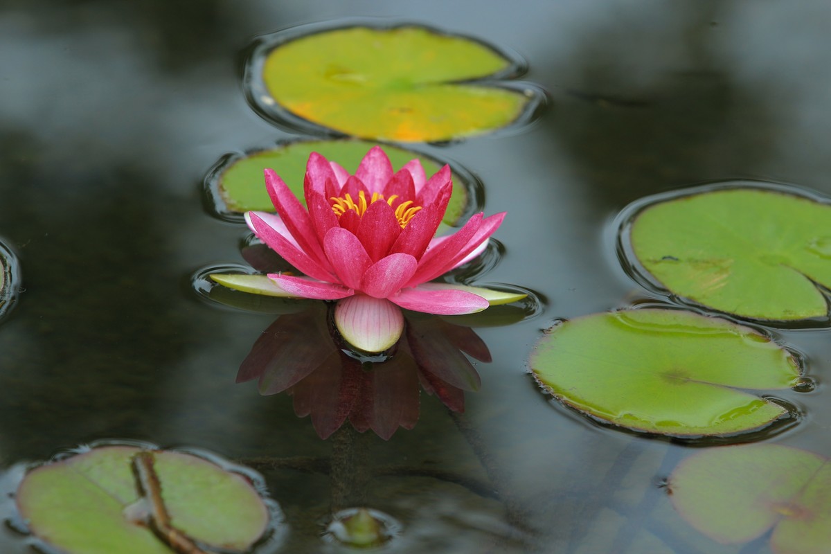 拍摄花卉一（332）