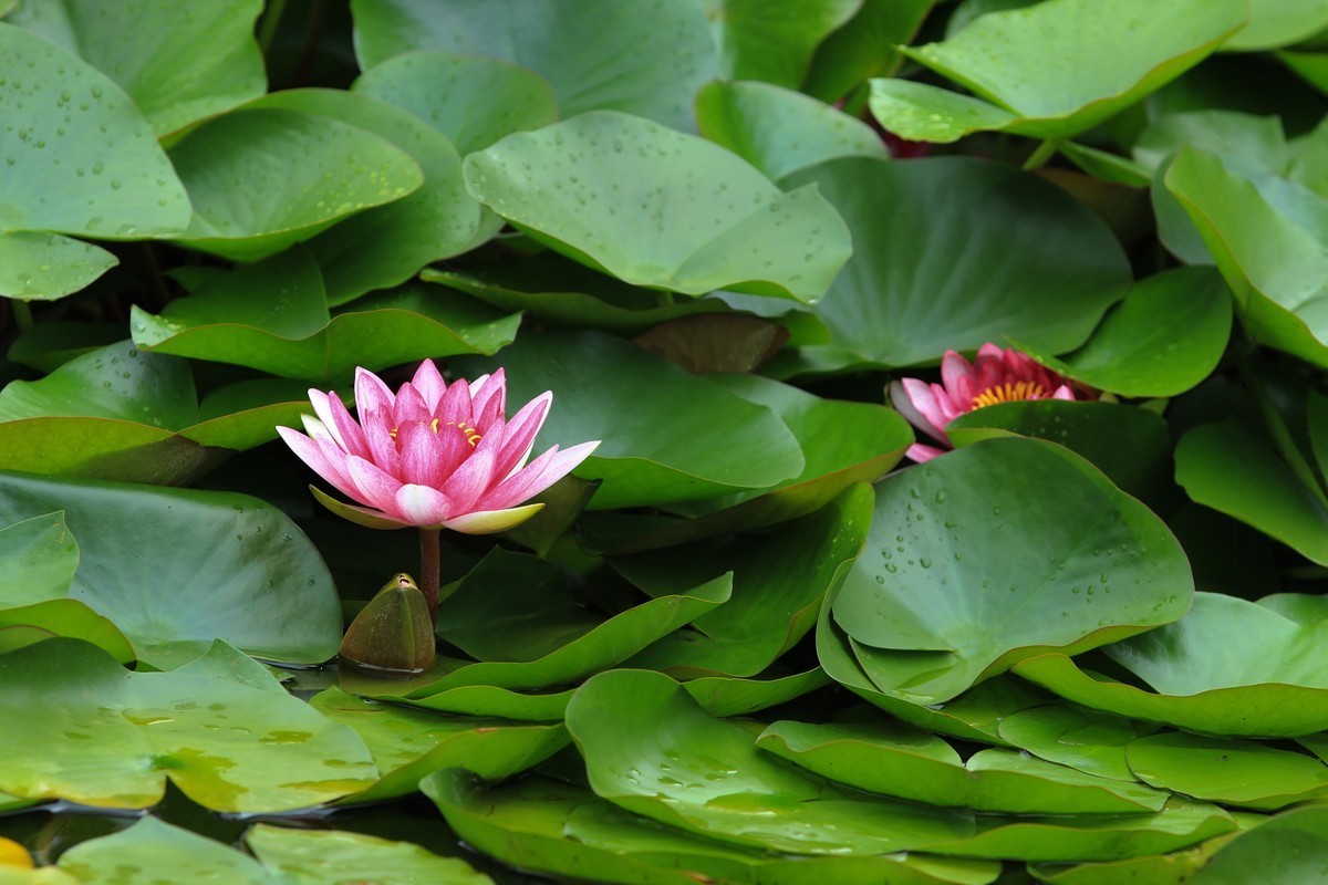 拍摄花卉一（332）