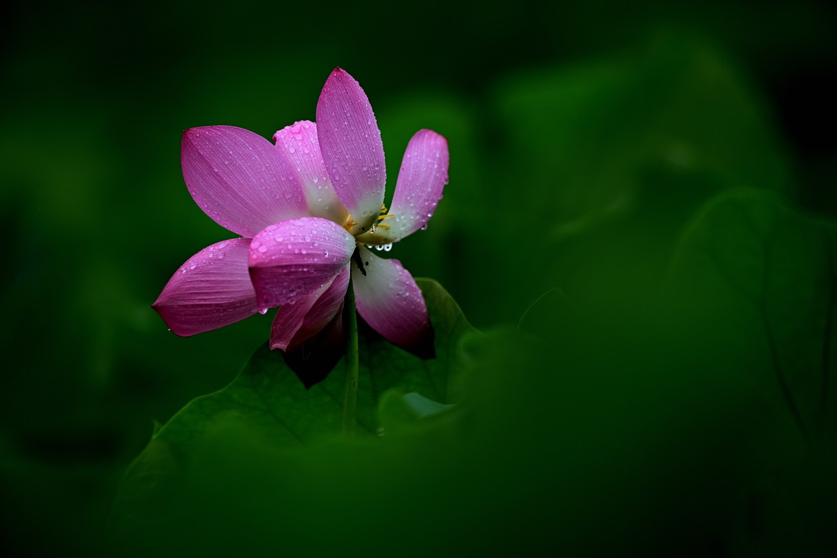 2024年的荷花第一拍