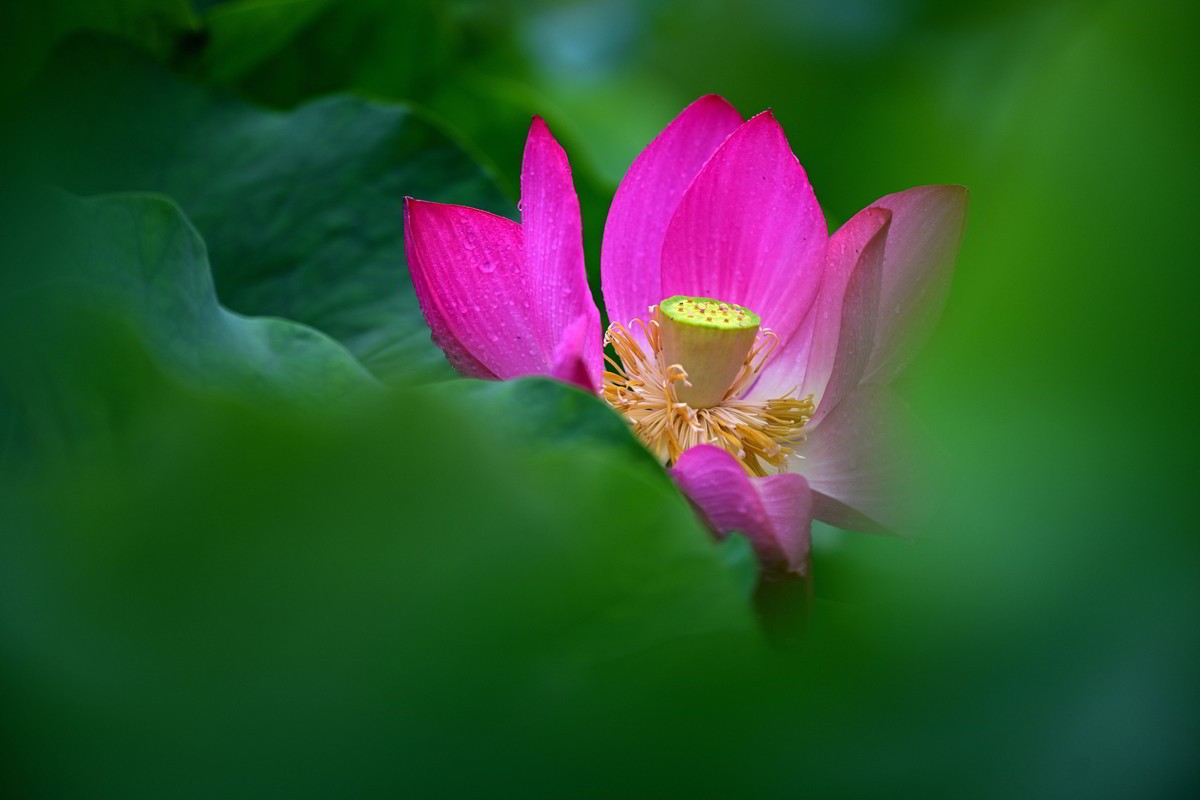 2024年的荷花第一拍