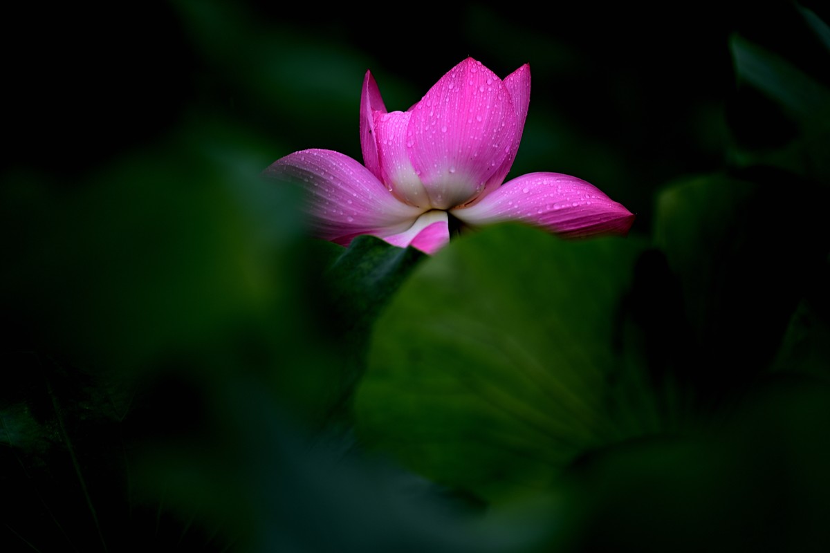 2024年的荷花第一拍