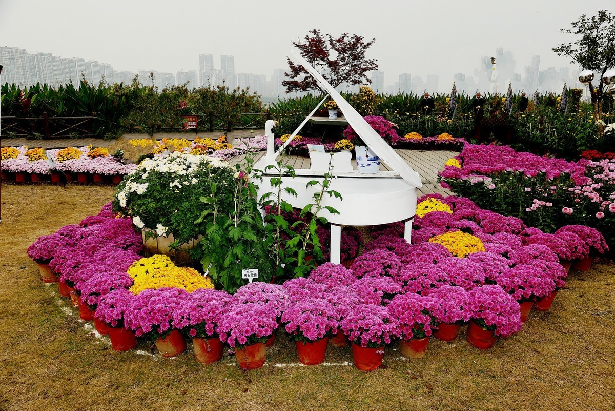 2021开封菊花展门票图片