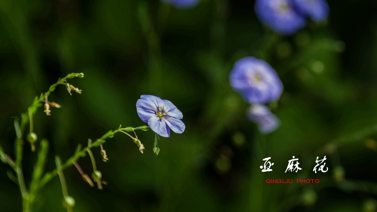 亚麻花和月季
