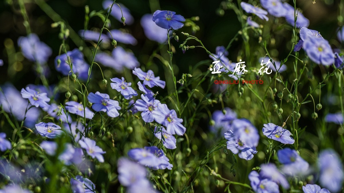 亚麻花和月季