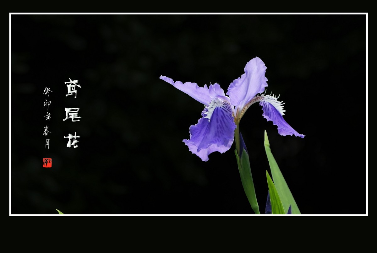 恰似紫蝶翩翩舞的鸢尾花