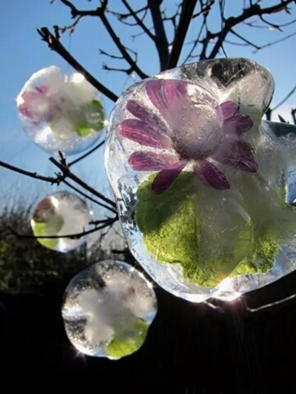 【不老松：学习篇】冰凌花(1)太热啦！给大夥降降暑！