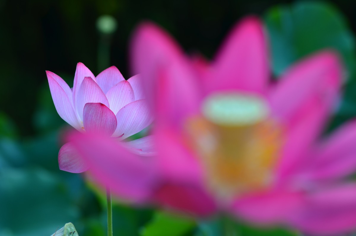 竹色溪下绿，荷花镜里香——李白