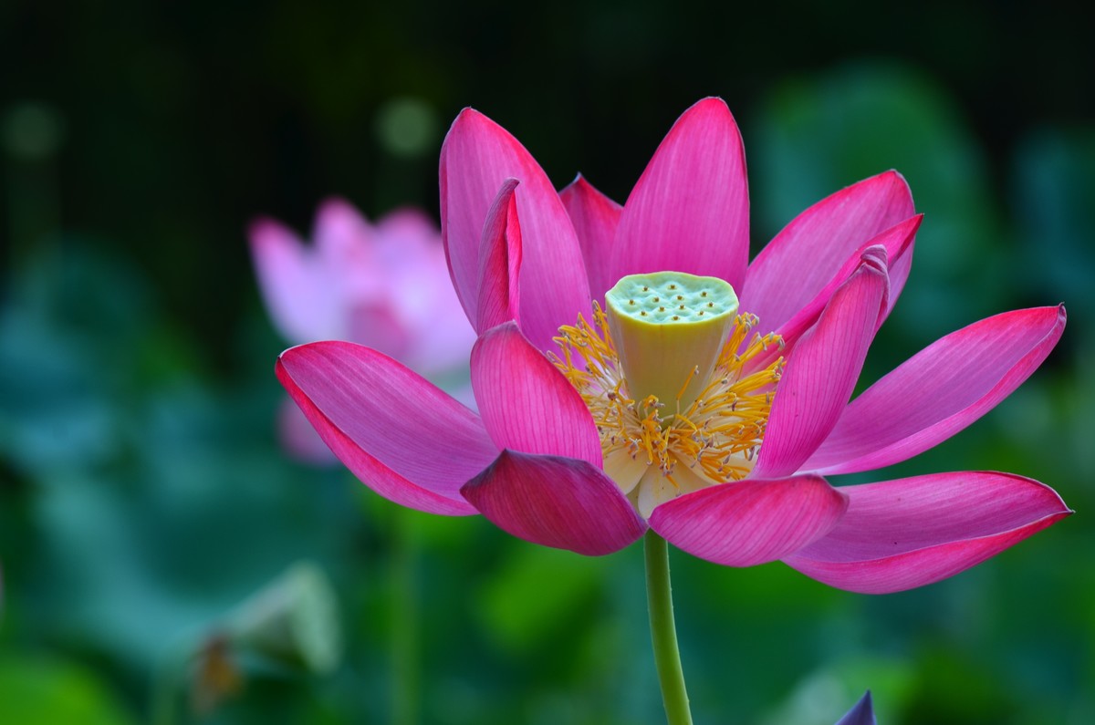 竹色溪下绿，荷花镜里香——李白