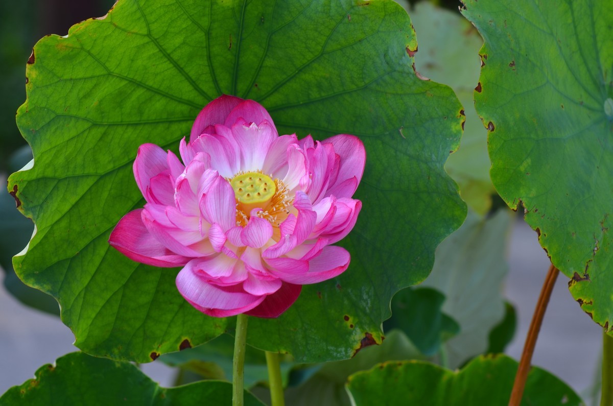 竹色溪下绿，荷花镜里香——李白