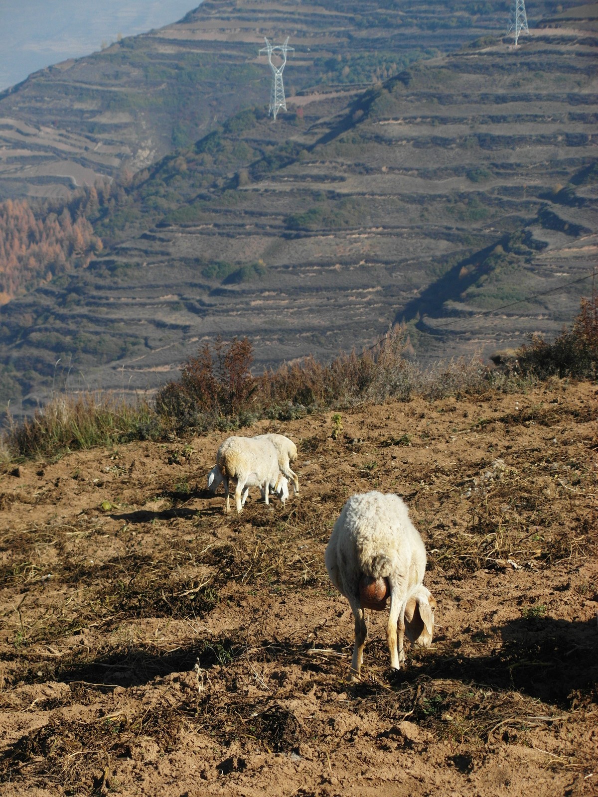 袅袅炊烟小小村落