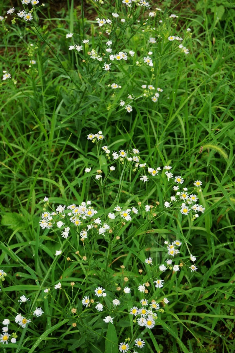 花朝河湾*新洲——武汉随笔