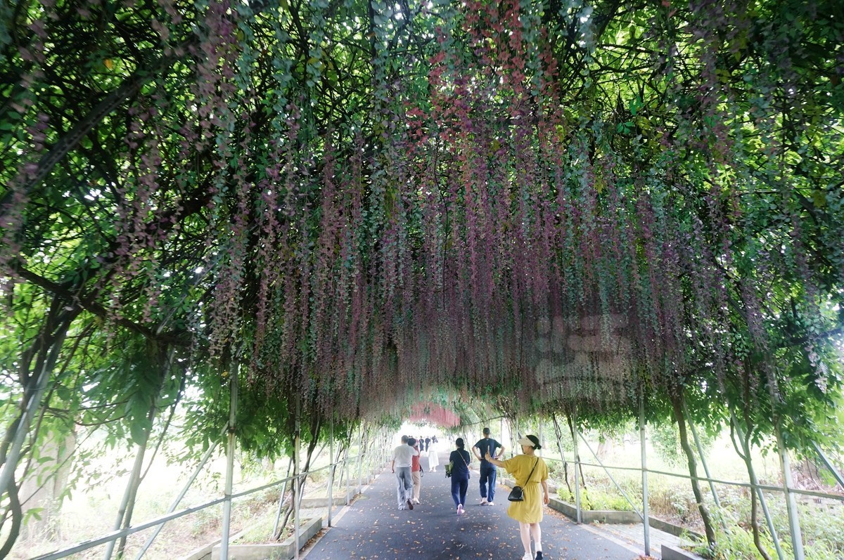 花朝河湾*新洲——武汉随笔