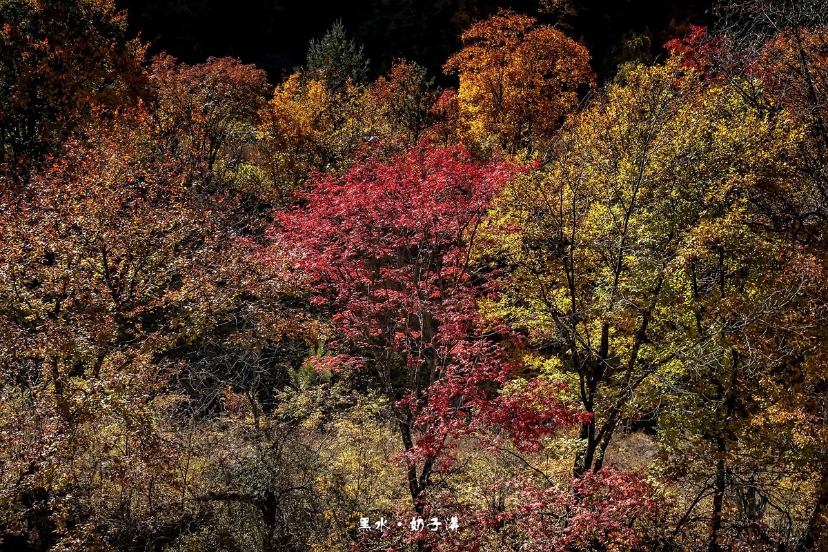 川西黑水 · 奶子沟彩林