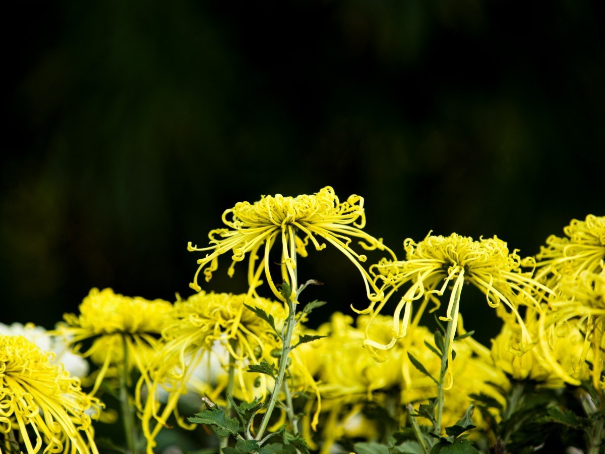 外出随拍（续216）.