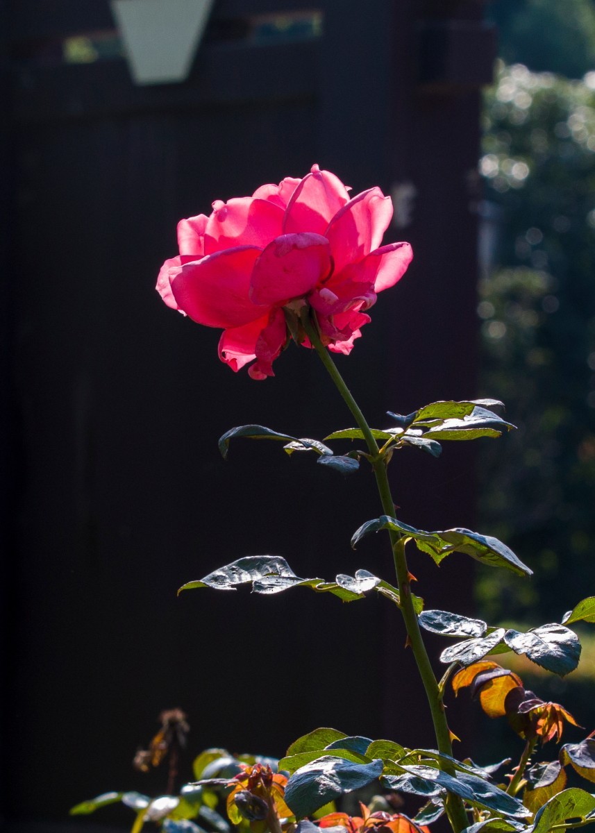 外出随拍（续216）.