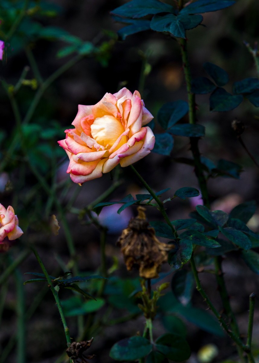 外出随拍（续216）.