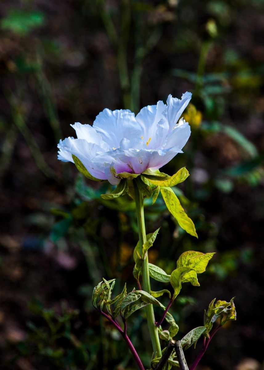 外出随拍（续216）.