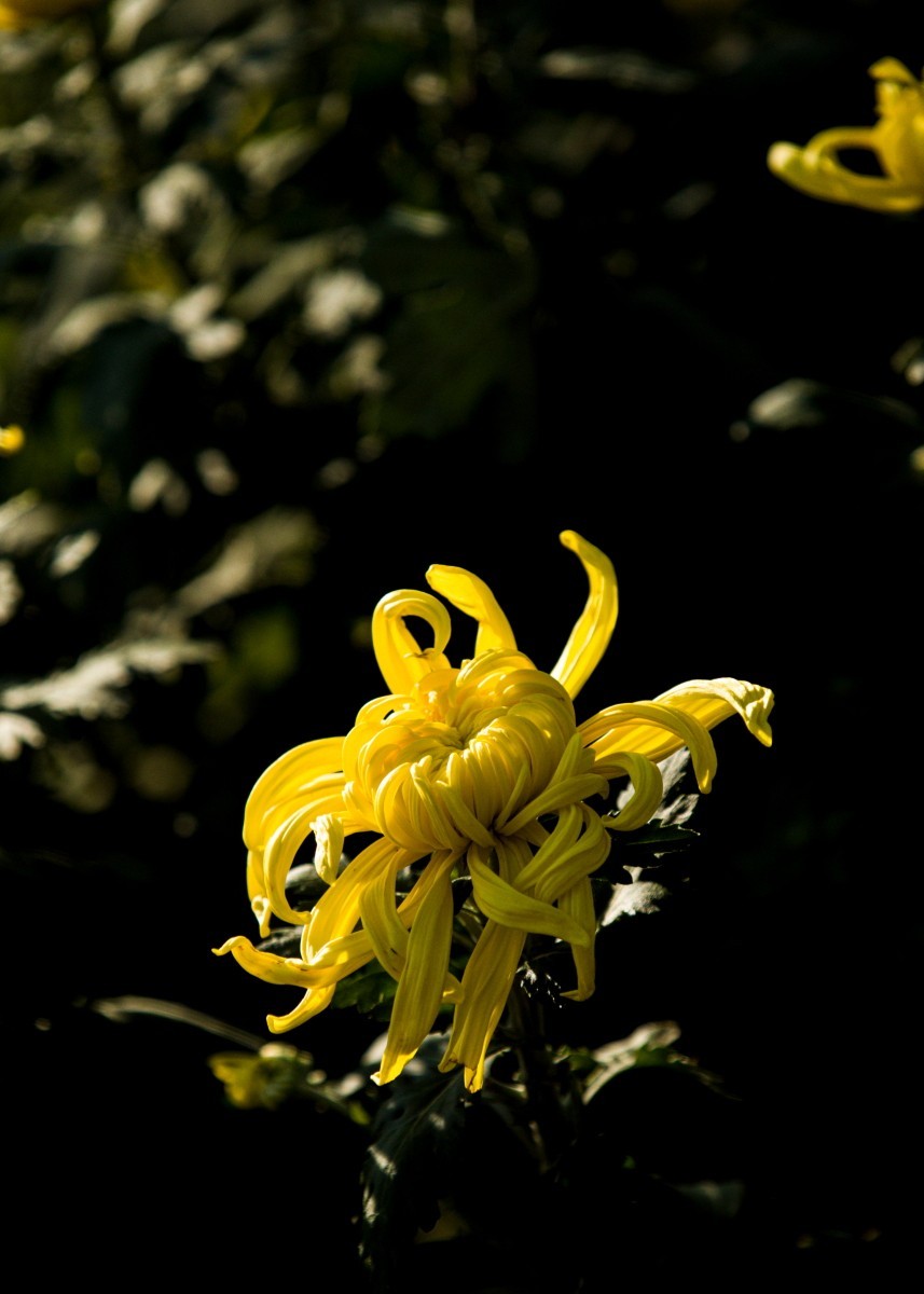 外出随拍（续216）.