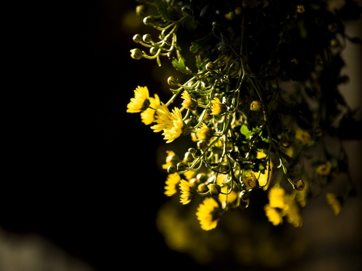 外出随拍（续216）.