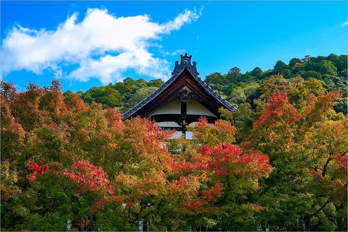 2024年第0898贴-永观堂风光游拍（1204）