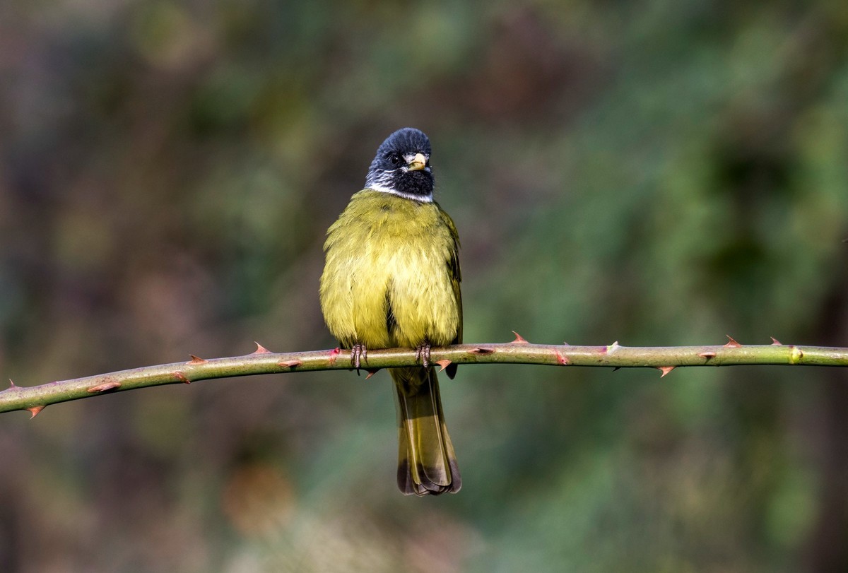 领雀嘴鹎（一）