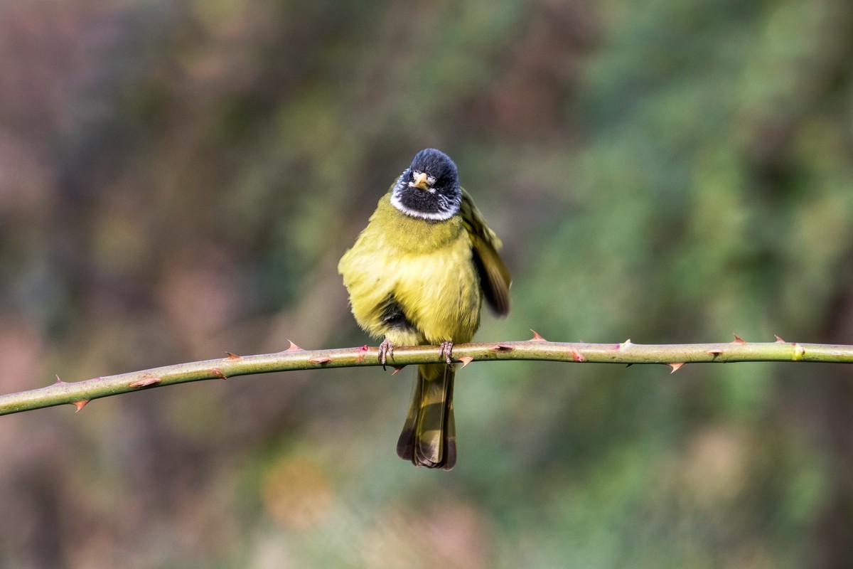 领雀嘴鹎（一）